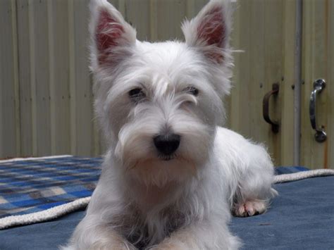 We protect and promote our special breed. . Akc westie breeders